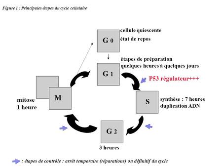 G 0 G 1 M S G 2 P53 régulateur+++ mitose 1 heure cellule quiescente