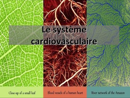 Le système cardiovasculaire