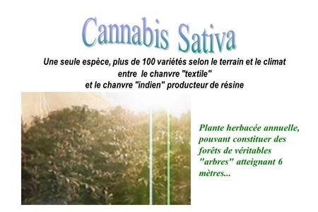 Cannabis Sativa Une seule espèce, plus de 100 variétés selon le terrain et le climat entre le chanvre textile et le chanvre indien producteur de résine.