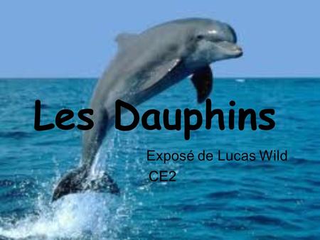 Les Dauphins Exposé de Lucas Wild CE2.