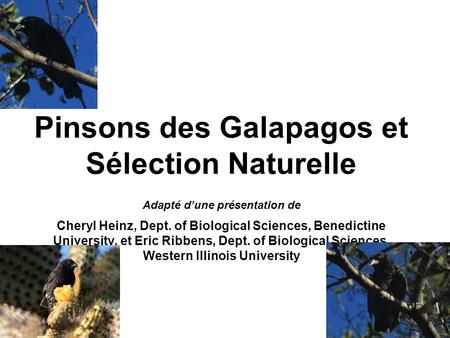 Pinsons des Galapagos et Sélection Naturelle