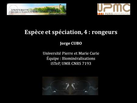 Espèce et spéciation, 4 : rongeurs Jorge CUBO Université Pierre et Marie Curie Équipe : Biominéralisations iSTeP, UMR CNRS 7193.