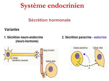 Système endocrinien Sécrétion hormonale.