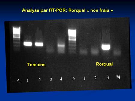 A 1 2 3 4 A 1 2 3 4 Analyse par RT-PCR: Rorqual « non frais » Témoins Rorqual.