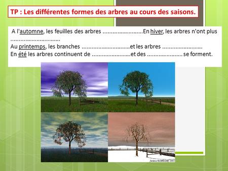 TP : Les différentes formes des arbres au cours des saisons.