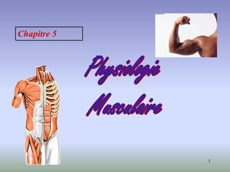 Physiologie Musculaire