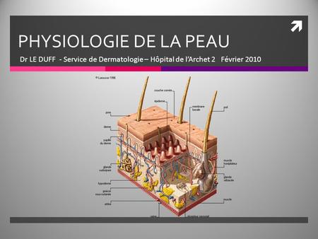 PHYSIOLOGIE DE LA PEAU Dr LE DUFF - Service de Dermatologie – Hôpital de l’Archet 2 Février 2010.