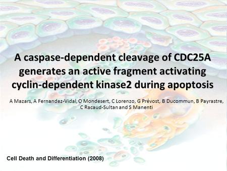 A caspase-dependent cleavage of CDC25A generates an active fragment activating cyclin-dependent kinase2 during apoptosis A Mazars, A Fernandez-Vidal, O.