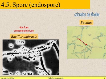 4.5. Spore (endospore) coloration de Moeller Bacillus état frais