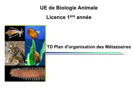 UE de Biologie Animale Licence 1ère année