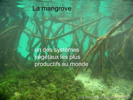 La mangrove un des systèmes végétaux les plus productifs au monde.
