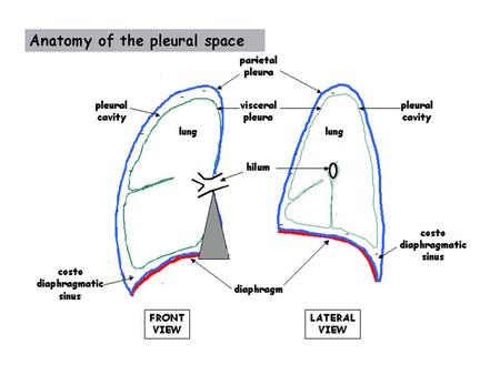 (Miserocchi, Eur Respir J 1997;10:219-225) Drainage veineux de la plèvre pariétale Veines bronchiques (Sahn ARRD 1988)