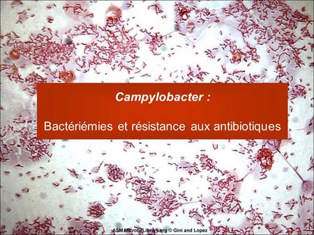 Bactériémies et résistance aux antibiotiques