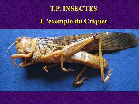 T.P. INSECTES L ’exemple du Criquet.