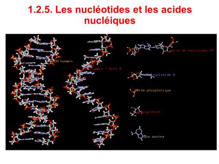 Les nucléotides et les acides nucléiques