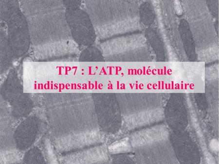 TP7 : L’ATP, molécule indispensable à la vie cellulaire