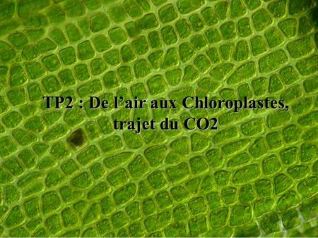 TP2 : De l’air aux Chloroplastes,