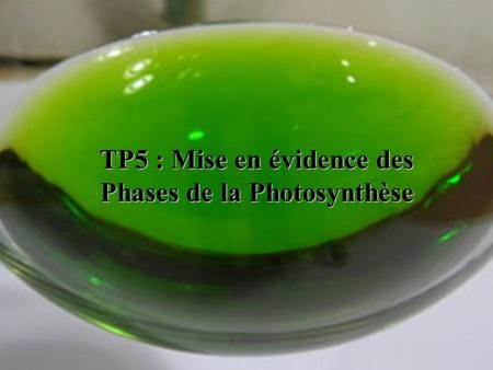 TP5 : Mise en évidence des Phases de la Photosynthèse