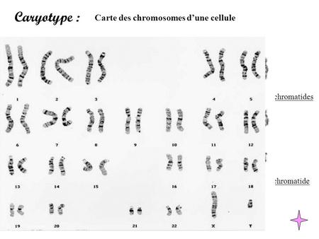 Caryotype : Carte des chromosomes d’une cellule Chromatide Centromère