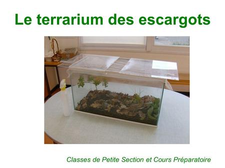 Le terrarium des escargots
