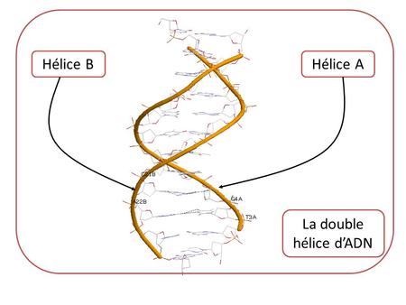 Hélice B Hélice A La double hélice d’ADN.
