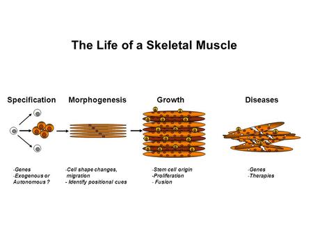 The Life of a Skeletal Muscle