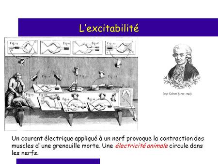 L’excitabilité Un courant électrique appliqué à un nerf provoque la contraction des muscles d'une grenouille morte. Une électricité animale circule dans.