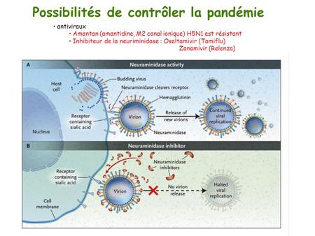 Possibilités de contrôler la pandémie