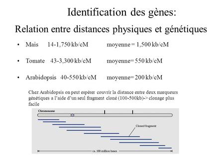 Relation entre distances physiques et génétiques