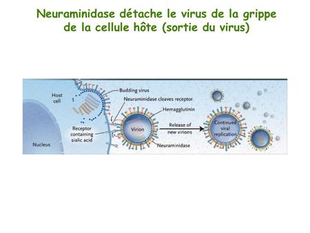 Neuraminidase détache le virus de la grippe