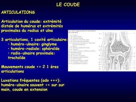 LE COUDE ARTICULATIONS