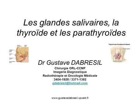Les glandes salivaires, la thyroïde et les parathyroïdes
