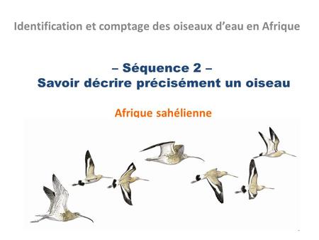 – Séquence 2 – Savoir décrire précisément un oiseau Afrique sahélienne