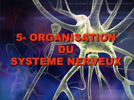 5- ORGANISATION DU SYSTEME NERVEUX