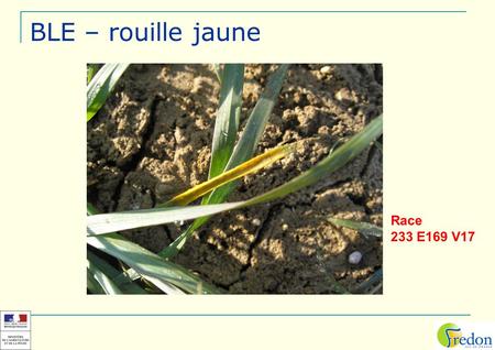 BLE – rouille jaune Race 233 E169 V17.