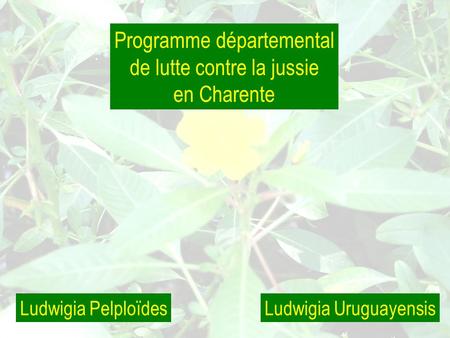 Programme départemental de lutte contre la jussie en Charente