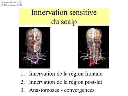 Innervation sensitive du scalp