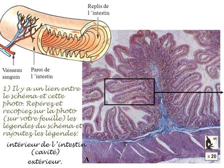 intérieur de l ’intestin (cavité)