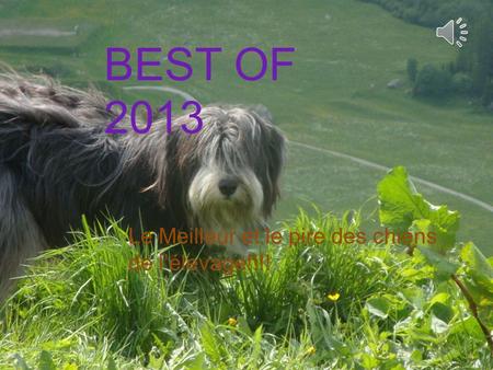 Le Meilleur et le pire des chiens de l’élevage!!!! BEST OF 2013 Le Meilleur et le pire des chiens de l’élevage!!!!