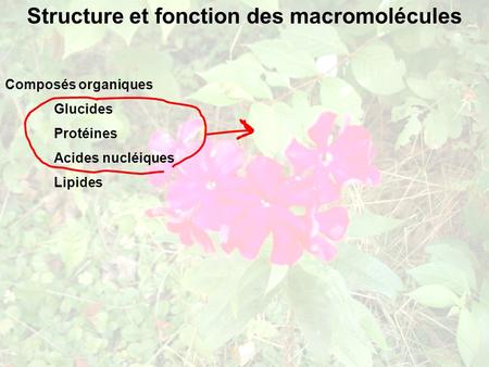 Structure et fonction des macromolécules