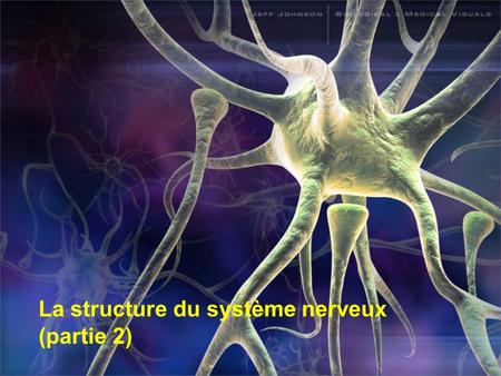 La structure du système nerveux (partie 2)