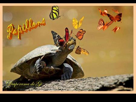 Diaporama de Gi En plein coeur de la forêt amazonienne, les papillons s ’ abreuvent des larmes de tortues pour survivre Les papillons de la forêt vierge.
