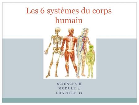Les 6 systèmes du corps humain