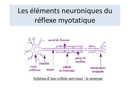 Les éléments neuroniques du réflexe myotatique