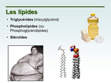 Les lipides Triglycérides (triacylglycérol)
