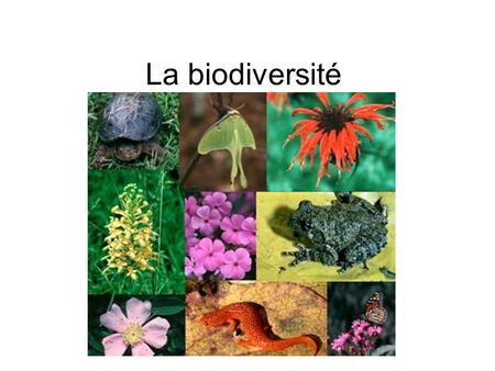 La biodiversité.