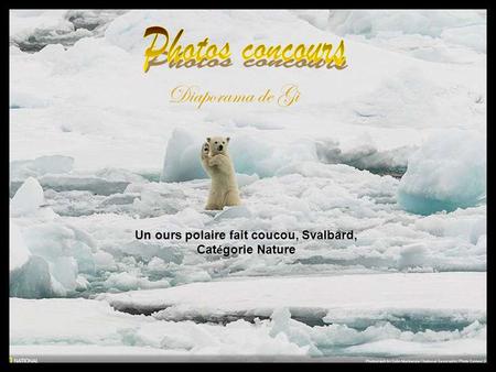 Un ours polaire fait coucou, Svalbard, Cat é gorie Nature Diaporama de Gi.