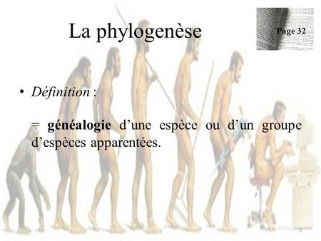La phylogenèse Définition :