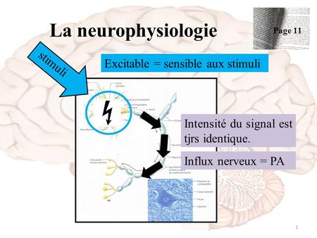 La neurophysiologie stimuli Excitable = sensible aux stimuli