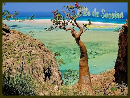 Diaporama de Gi Isol é e depuis des millions d ’ ann é es, l ’î le de Socotra abrite les paysages les plus “ extraterrestres ” de la Terre Il existe.